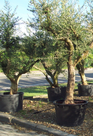 bomen bomen